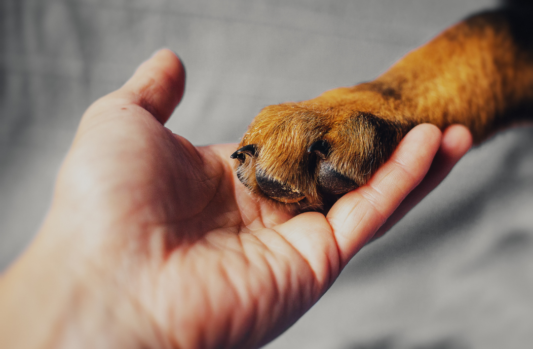 Bijou avec poils d'animal : mes étapes pour que rien ne se mélange